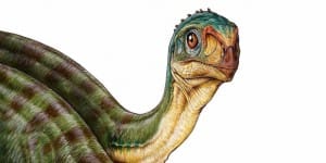 chilesaurius280515